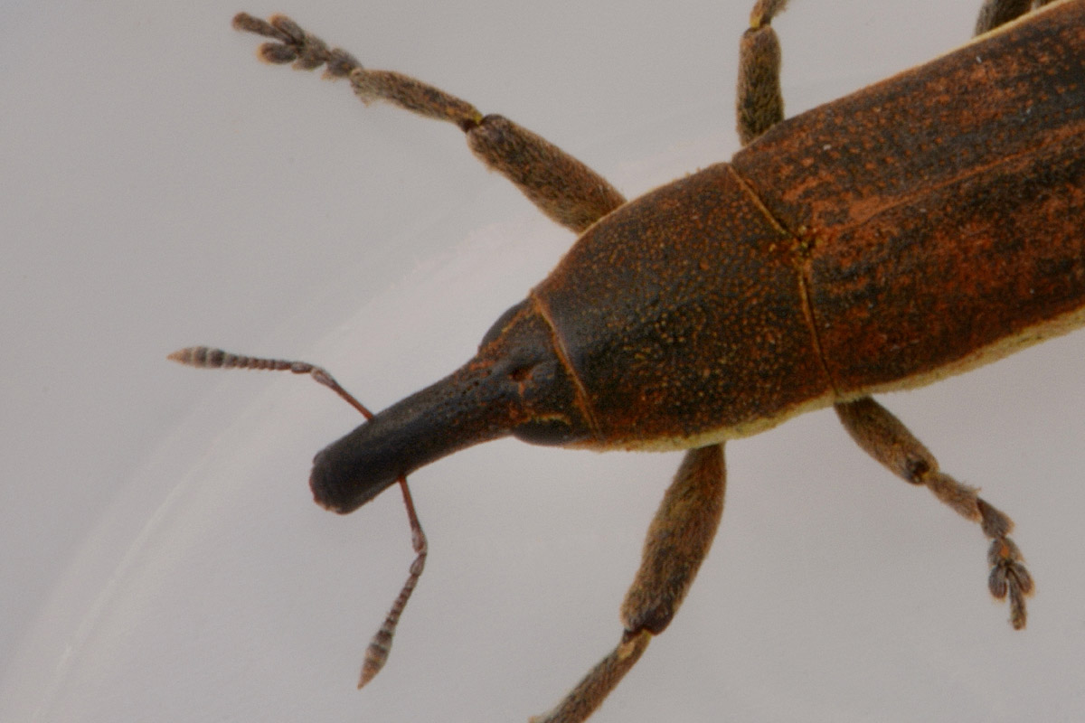 Curculionidae: Lixus juncii, femmina